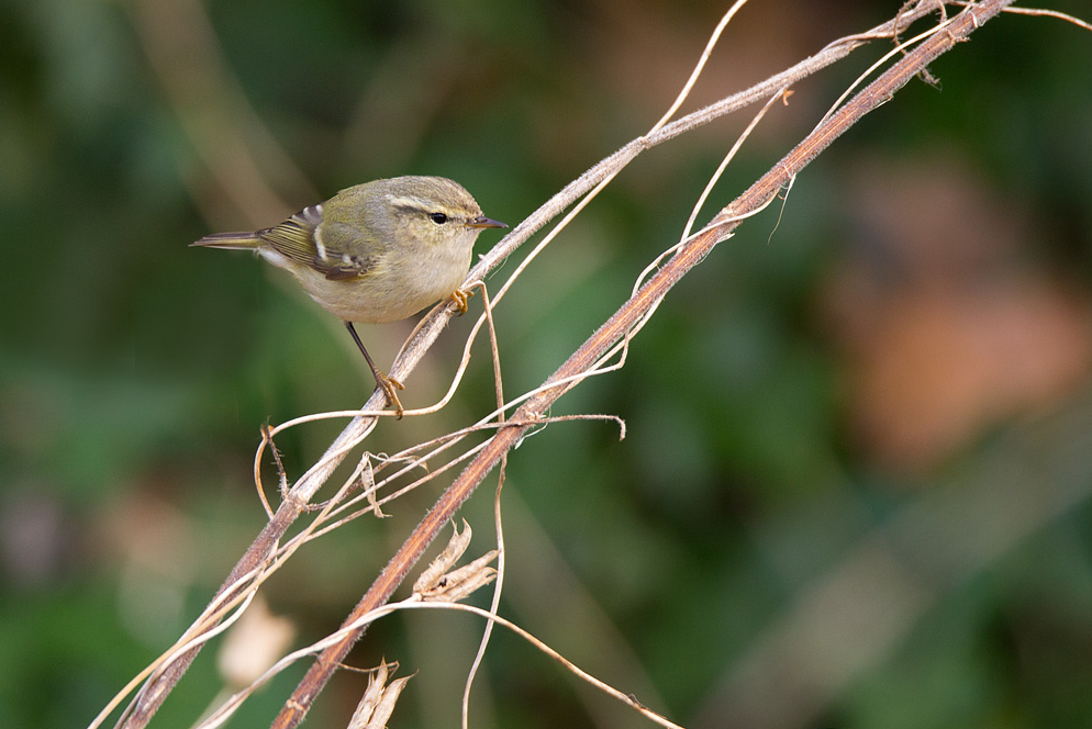 image Hume's Warbler